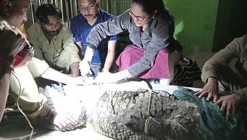 नागपूर : दोन मगरींच्या झुंजीत जखमी झालेल्या मगरीवर शस्त्रक्रिया