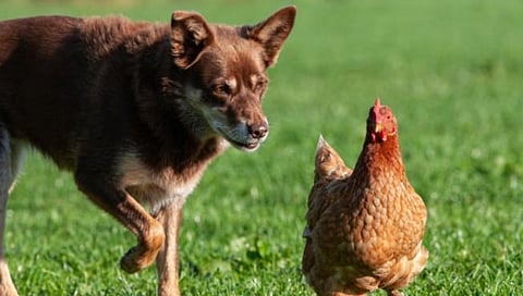 अमरावती : ‘कुत्र्याने कोंबडी का खाल्ली?’, शुल्लक कारणावरून तरुणाने सहा जणांना चिरडले; ३ ठार