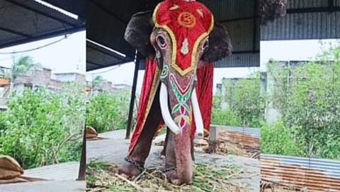 सांगली : विट्याच्या हत्तीला गुजरातला नेण्यामागे खरं कारण काय? वन्यजीवरक्षक संस्थेची खुलासा करण्याची मागणी