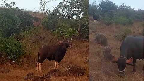 कोल्हापूर : हातकणंगलेतील तासगाव येथे जनावरांच्या कळपात गव्याचे दर्शन, शेतकऱ्यांमध्ये भीतीचे वातावरण