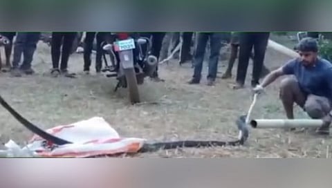 चंदगड : पार्ले गावात तब्बल ८ फूट लांबीचा किंग कोब्रा