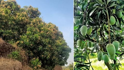 सिंधुदुर्ग : वातावरणातील बदलामुळे आंबा बागायतदार चिंताग्रस्त