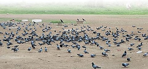 सावधान ! पारव्यांमुळे गभीर आजारांचा धोका