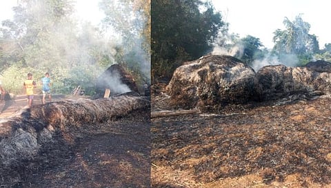 सिंधुदुर्ग : नेरूर घाडीवाडी येथे भात, गवताच्या १५ गंजी जळून खाक