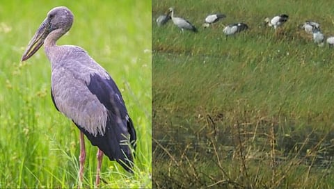 सिंधुदुर्ग : ‘एशियन ओपन बिल स्टॉर्क’ पक्ष्यांचे आरवलीत आगमन
