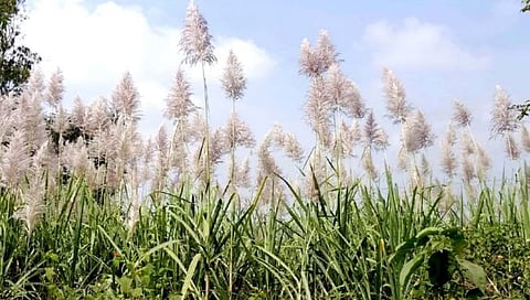 फड सांभाळ तुऱ्याला गं आला…! ऊसाला ‘तुरा’ अन् शेतकऱ्यांवर नुकसानीचा ‘फेरा’