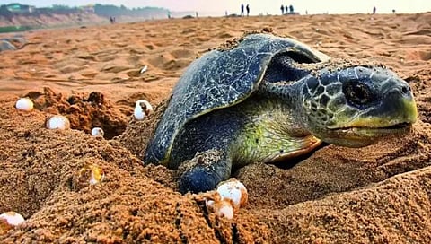 DRDO Olive Ridley Turtles : ‘डीआरडीओ’ची भूतदया! कासवांसाठी ३ महिने क्षेपणास्त्र चाचणी स्थगित
