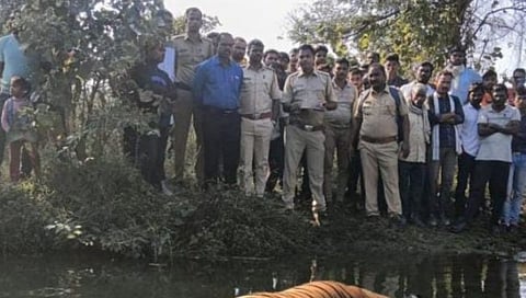 आढळला वाघिणीचा मृतदेह