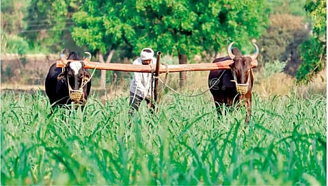 Agriculture Loan : विजयी घोडदौड बळीराजाची!