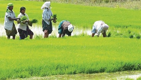 Farmers Schemes : शेतकर्यांसाठी ‘या’ योजना आहेत वरदान, जाणून घ्या सविस्तर