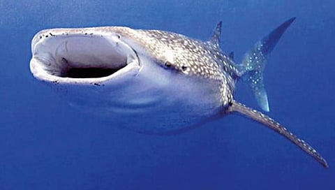 कोकणातून ‘व्हेल’च्या उलटीची तस्करी!