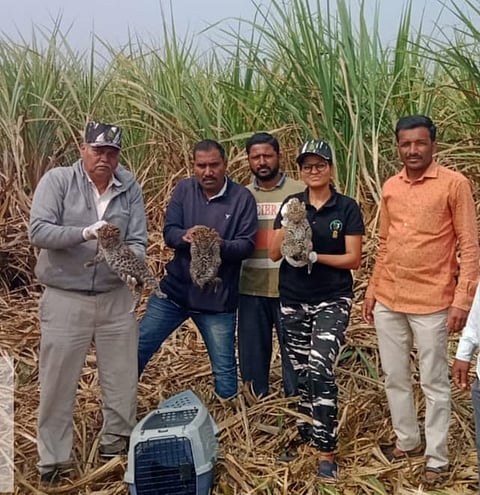 उस तोडताना सापडले बिबट्याचे तीन बछडे