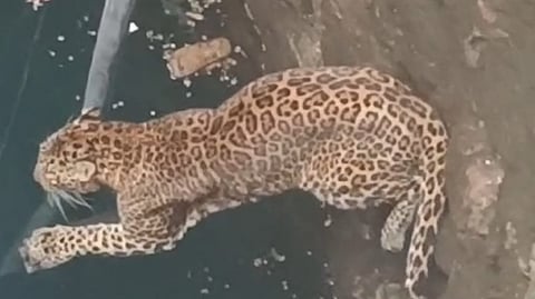 विहिरीत पडलेल्या बिबट्याला वन खात्याने दिले जीवदान