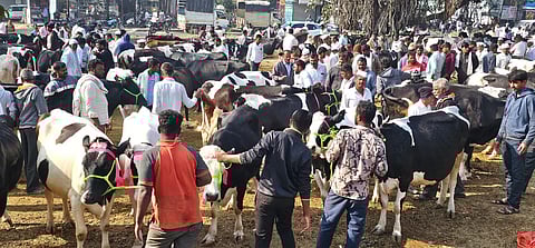 चिंताजनक ! दुष्काळामुळे गाईंच्या किमती उतरल्या