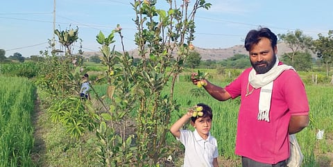 नगरी मातीत पिकणार काश्मिरी सफरचंद !