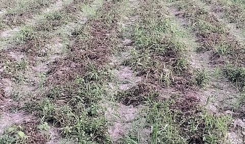 बाजारभाव कोसळल्याने बटाटा उत्पादक चिंतेत