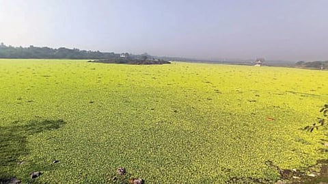 भीमा नदीपात्राला जलपर्णीचा विळखा