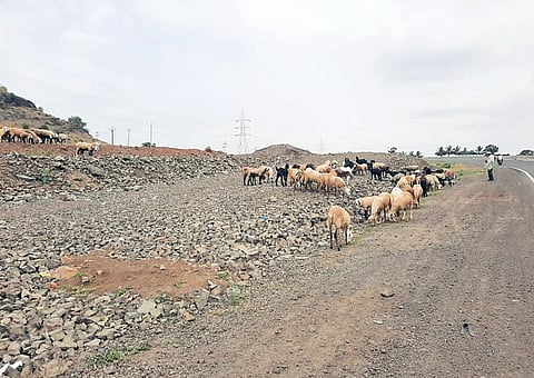 जनावरांना चारा मिळेल का? पशुधन मालकांची नातेवाइकांकडे शोधाशोध