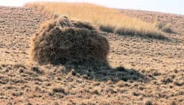 शेतकर्यांना मिळणार वन हद्दीतील गवत ; पण आहे ही अट