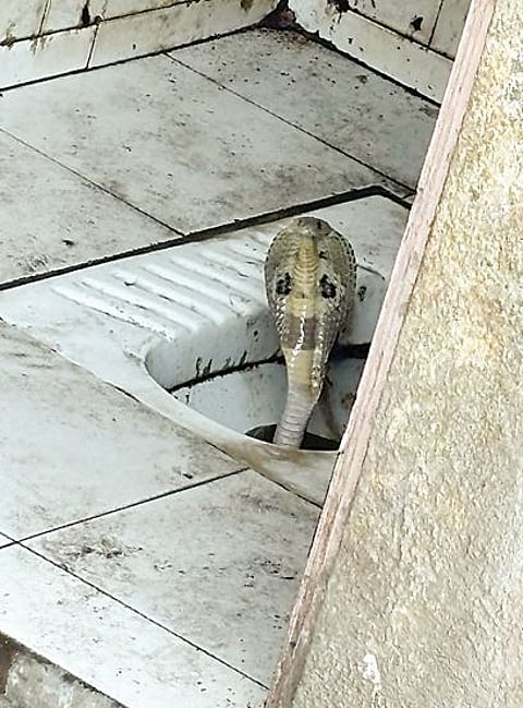 Pune News : ’कोब्रा’ने स्वच्छतागृहात ठाण मांडल्याने दहशत