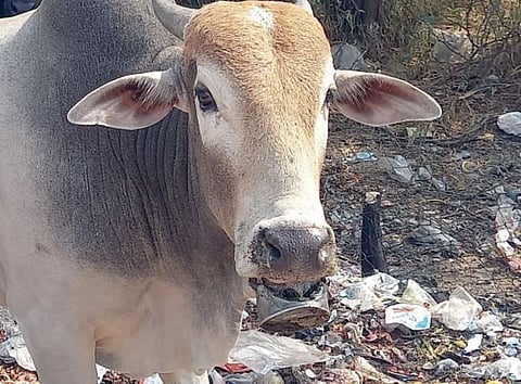 जनावरांच्या पोटात जात आहेत प्लास्टिक पिशव्या