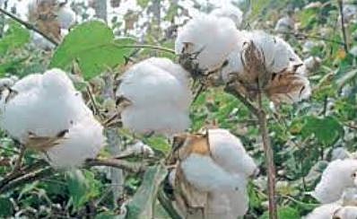 Nagar News : कपासी पिकाला अग्रीम विमा द्या : शेतकर्यांची मागणी