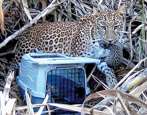 पाच तासांनी बछडे आईच्या कुशीत