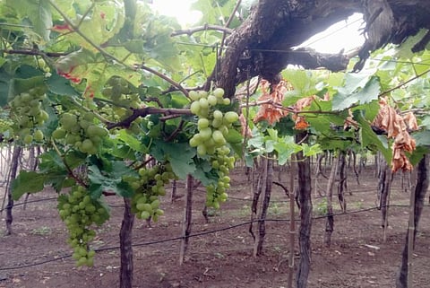 बोरी परिसरातील द्राक्षबागांना अवकाळीचा फटका