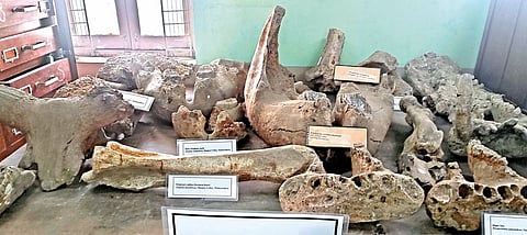 लातूर, बीड जिल्ह्याच्या उदरात पाणघोडे, हत्तींचे जीवाश्म