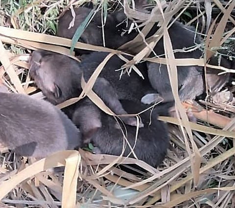 कोल्ह्याच्या पाच नवजात पिलांंना जीवदान