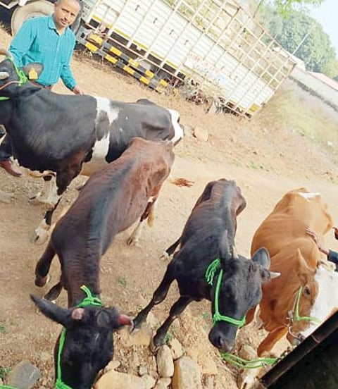 नगरच्या कत्तलखान्यांचे वाळकी कनेक्शन!