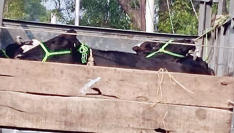 Nagar : जनावरांसह सातशे किलो गोमांस जप्त