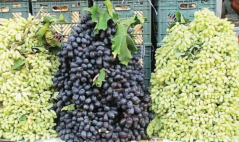 Health of Grapes