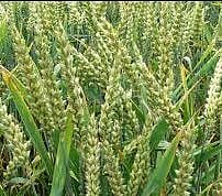 कडाक्याची थंडी ठरणार रब्बीसाठी पोषक