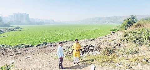 जल, जंगल, जमिनीची पुरेवाट: जांभूळवाडी तलाव जलपर्णीने व्यापला