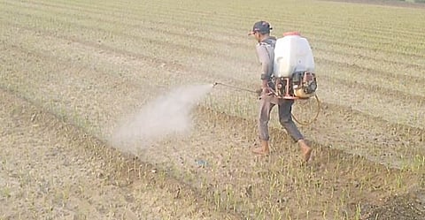 ढगाळ वातावरणामुळे कांदा उत्पादक धास्तावले