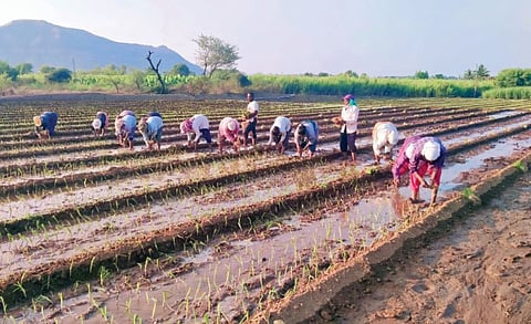 कांदालागवडीसाठी मजुरी वाढली ; तीनशेवरून साडेतीनशे रुपये दिवसाची हजेरी