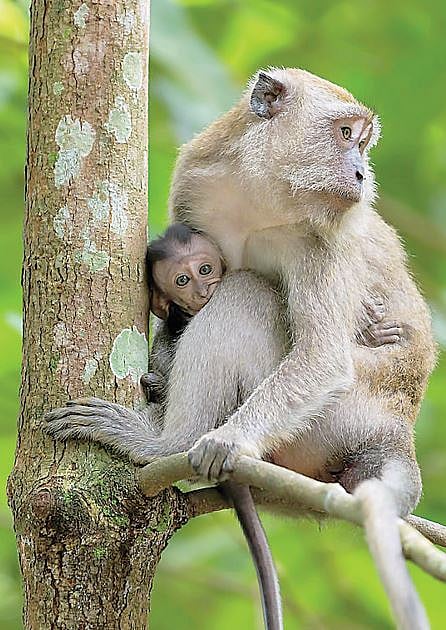 Pune News : मृत आईच्या कुशीत पिलाचा आक्रोश..