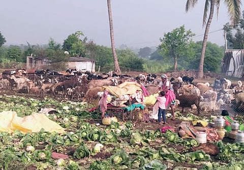 Pune News : कोबीच्या शेतात मेंढपाळांचा मुक्काम