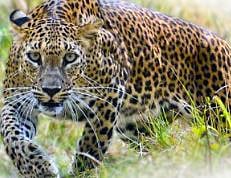 बिबट्याच्या हल्ल्यात 10 शेळ्या मृत्युमुखी किवळे येथील घटना