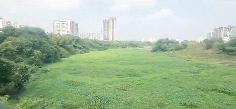 Pimpri News : शहरातील मुळा नदी जलपर्णीच्या विळख्यात