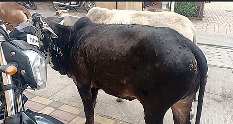 सावधान ! शहरात भटकतात लम्पीग्रस्त जनावरे