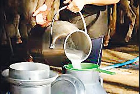 अनुदानाचा दिलासा; मात्र अतिरिक्त दूध खरेदीचे काय?