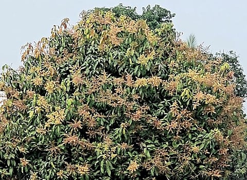 ढगाळ वातावरणाचा आंब्याच्या मोहराला फटका