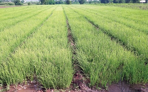 ढगाळ वातावरणामुळे कांदा उत्पादक चिंतेत