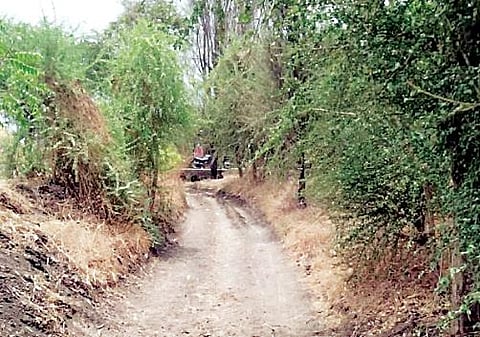 शेतरस्त्यांचा प्रश्न सुटेना; शेतकर्यांचे उद्या पेरू वाटप आंदोलन