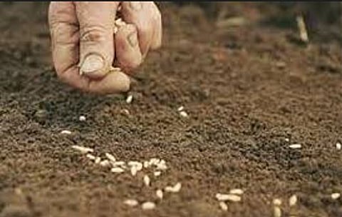 पुणे विभागात रब्बी पेरणी 79 टक्के