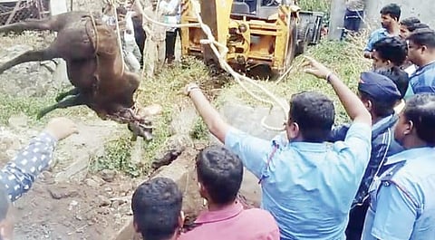 Pune : खड्ड्यात पडलेल्या गायीला जीवदान