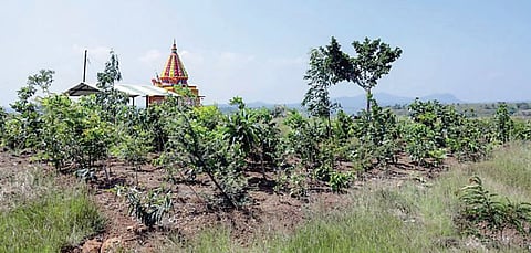 संगमनेरच्या 50 गावांमध्ये मियावाकी वन प्रकल्प