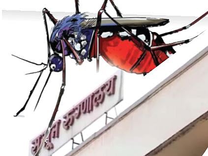 Pune News : डेंग्यूच्या लसीवर ससूनमध्ये संशोधन